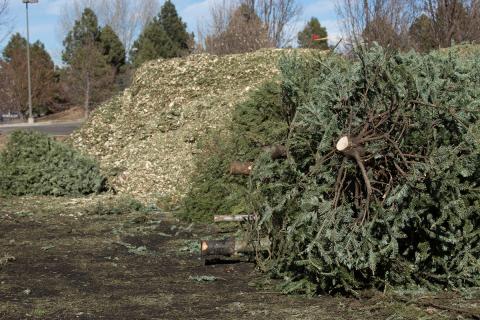 Christmas tree recycling location