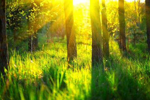 Sun setting through trees with tall grass in the foreground