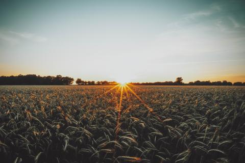 A sun rising over a field in a farm