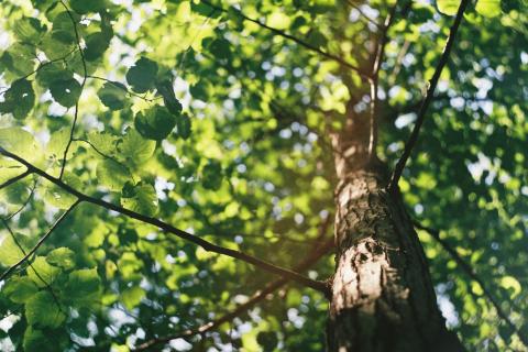 Closeup on singular tree in the wilderness