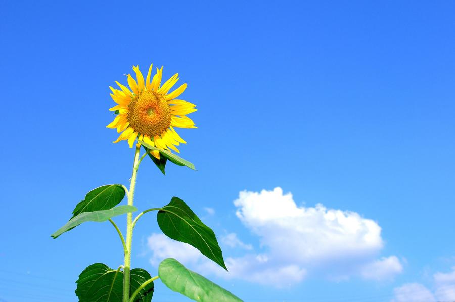 Sunflower in front of a blue sky