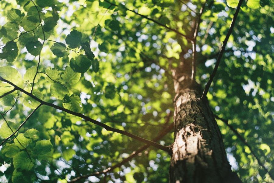 Closeup on singular tree in the wilderness