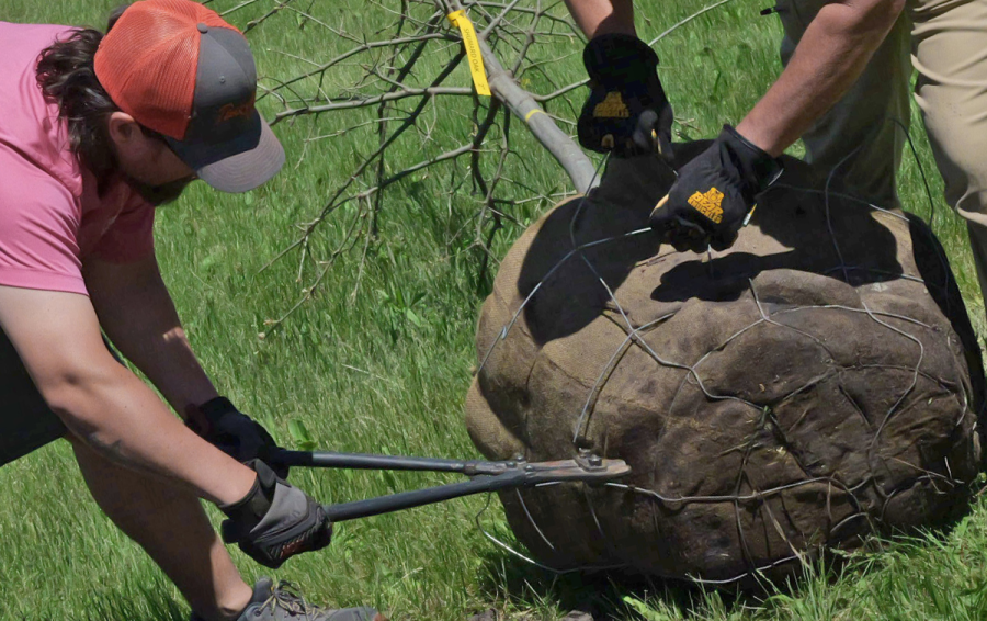 Staff cut wire container over roots for new tree